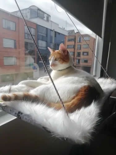 Hamacas De Ventana Para Gatos Tela De Peluche en varios Colores resistente 10 Kilos
